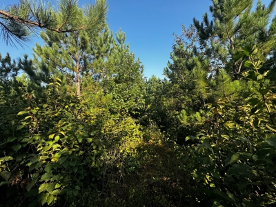 Town of Rome 40 acre timber lot for sale in Adams County WI - image 15