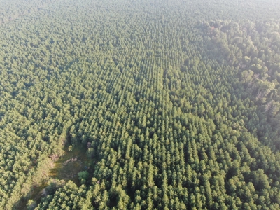 Town of Rome 40 acre timber lot for sale in Adams County WI - image 7