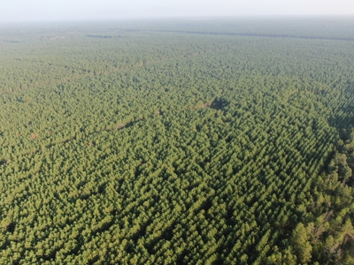 Town of Rome 40 acre timber lot for sale in Adams County WI - image 1