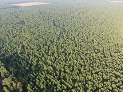 Town of Rome 40 acre timber lot for sale in Adams County WI - image 8