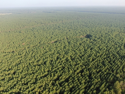 Town of Rome 40 acre timber lot for sale in Adams County WI - image 5