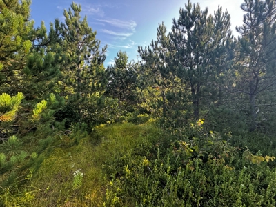 Town of Rome 40 acre timber lot for sale in Adams County WI - image 19