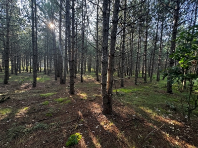 Town of Rome 40 acre timber lot for sale in Adams County WI - image 11