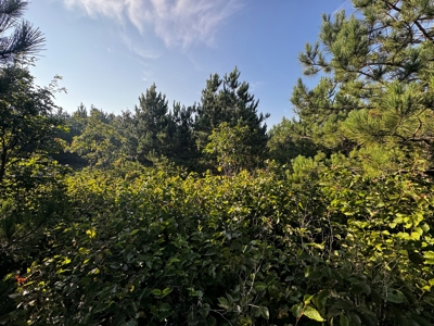 Town of Rome 40 acre timber lot for sale in Adams County WI - image 10