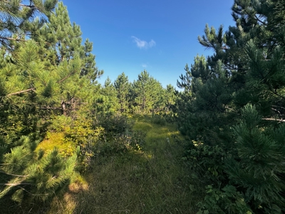 Town of Rome 40 acre timber lot for sale in Adams County WI - image 22