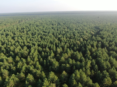 Town of Rome 40 acre timber lot for sale in Adams County WI - image 18