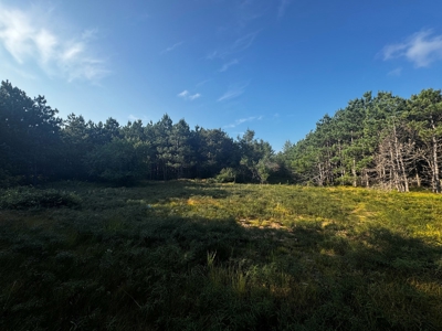 Town of Rome 40 acre timber lot for sale in Adams County WI - image 14