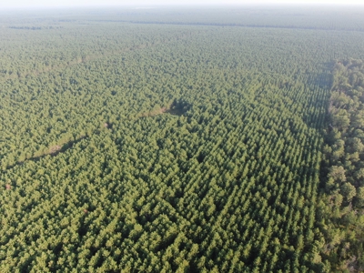 Town of Rome 40 acre timber lot for sale in Adams County WI - image 6