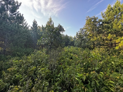 Town of Rome 40 acre timber lot for sale in Adams County WI - image 20