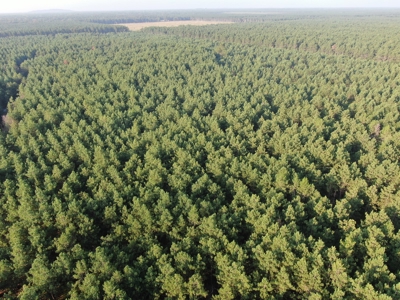 Town of Rome 40 acre timber lot for sale in Adams County WI - image 17