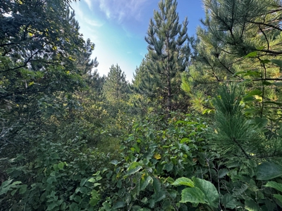 Town of Rome 40 acre timber lot for sale in Adams County WI - image 9