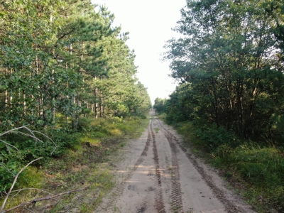 Town of Rome 40 acre timber lot for sale in Adams County WI - image 4