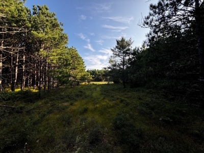 Town of Rome 40 acre timber lot for sale in Adams County WI - image 12