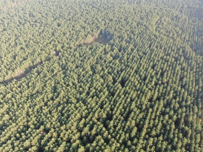 Town of Rome 40 acre timber lot for sale in Adams County WI - image 16