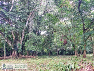 Lush Jungle Lot in Small Community, Isla Colon - image 3