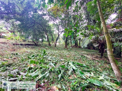 Lush Jungle Lot in Small Community, Isla Colon - image 5