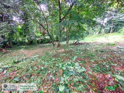Lush Jungle Lot in Small Community, Isla Colon - image 1