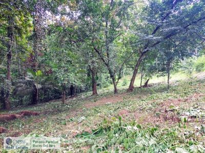 Lush Jungle Lot in Small Community, Isla Colon - image 2
