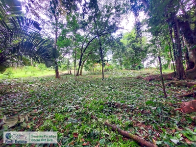Lush Jungle Lot in Small Community, Isla Colon - image 4