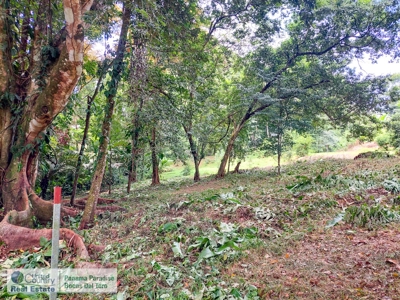 Lush Jungle Lot in Small Community, Isla Colon - image 6