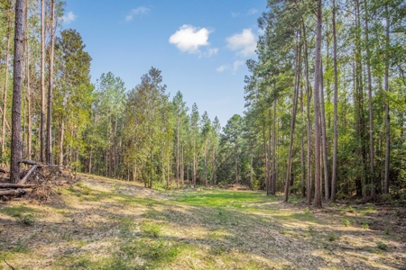 Wilkinson County Hunting Land Adjoining National Forest - image 10