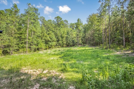Wilkinson County Hunting Land Adjoining National Forest - image 12