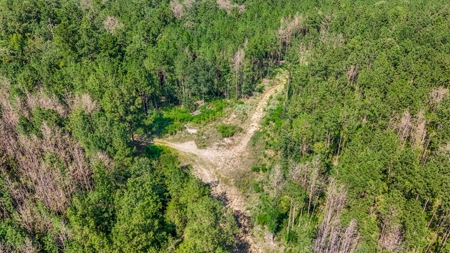 Wilkinson County Hunting Land Adjoining National Forest - image 25