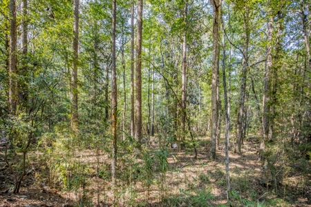Wilkinson County Hunting Land Adjoining National Forest - image 16