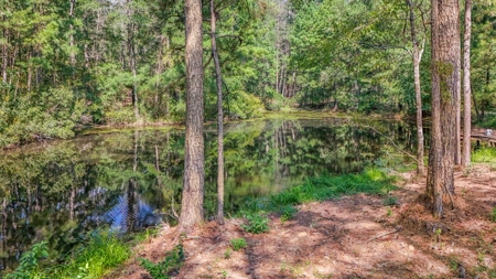 Wilkinson County Hunting Land Adjoining National Forest - image 21