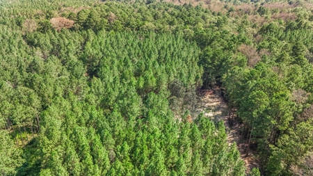Wilkinson County Hunting Land Adjoining National Forest - image 26