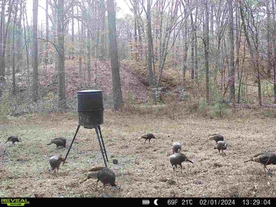 Wilkinson County Hunting Land Adjoining National Forest - image 32