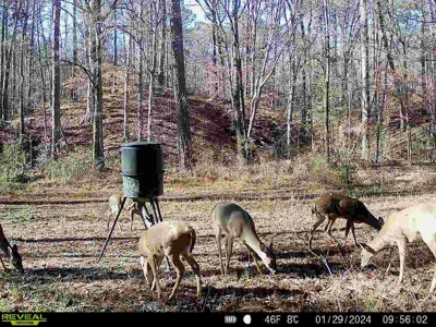 Wilkinson County Hunting Land Adjoining National Forest - image 29