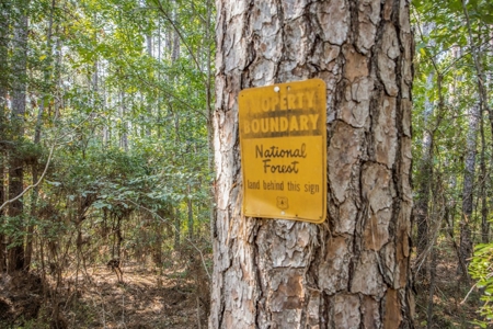 Wilkinson County Hunting Land Adjoining National Forest - image 13