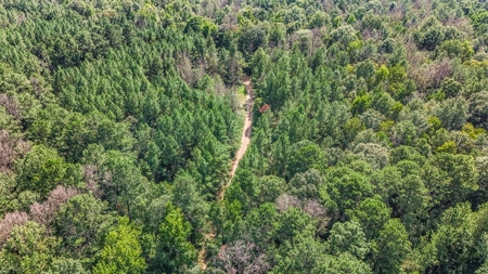 Wilkinson County Hunting Land Adjoining National Forest - image 23