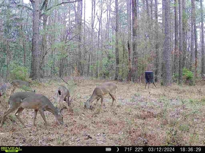 Wilkinson County Hunting Land Adjoining National Forest - image 31