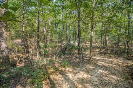 Wilkinson County Hunting Land Adjoining National Forest - image 17