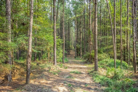 Wilkinson County Hunting Land Adjoining National Forest - image 14
