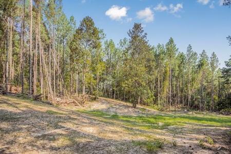Wilkinson County Hunting Land Adjoining National Forest - image 11