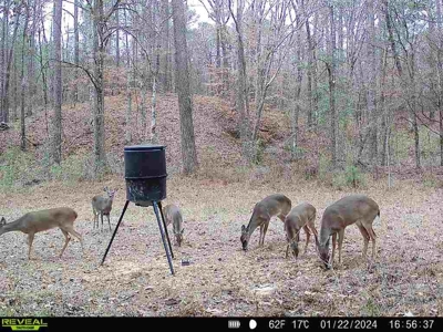 Wilkinson County Hunting Land Adjoining National Forest - image 35