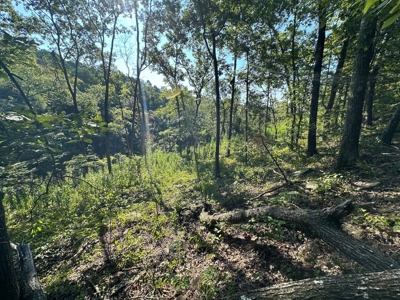 120+/- Cattle Ground Acres For Sale near Shirley, AR - image 19