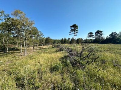 120+/- Cattle Ground Acres For Sale near Shirley, AR - image 24