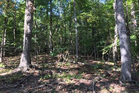 Tn Land For Sale Near Tn River And Marina - image 13