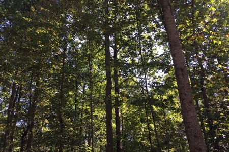 Tn Land For Sale Near Tn River And Marina - image 16