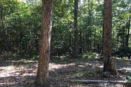 Tn Land For Sale Near Tn River And Marina - image 10