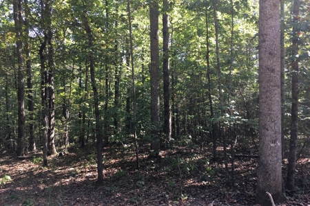 Tn Land For Sale Near Tn River And Marina - image 15