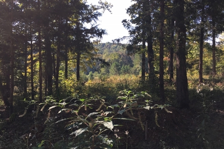Tn Land For Sale Near Tn River And Marina - image 1