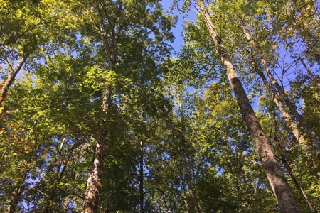 Tn Land For Sale Near Tn River And Marina - image 3