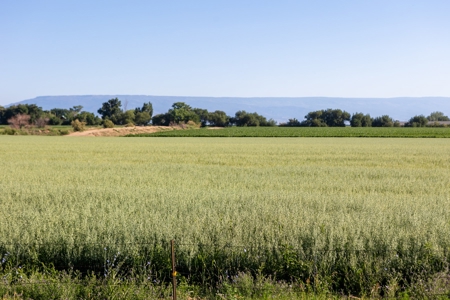 Olathe Irrigated Farm Land for Sale - image 3