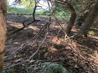 Mountain Springwater Fed Homestead - image 21