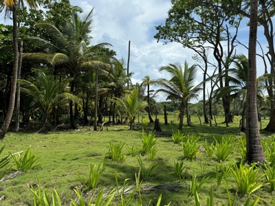 4HAS oceanfront land in Palenque, Colon - image 4